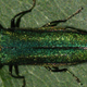 Image for article titled These Decoy Insects Zap the Nasty Bugs That Try to Mate With Them
